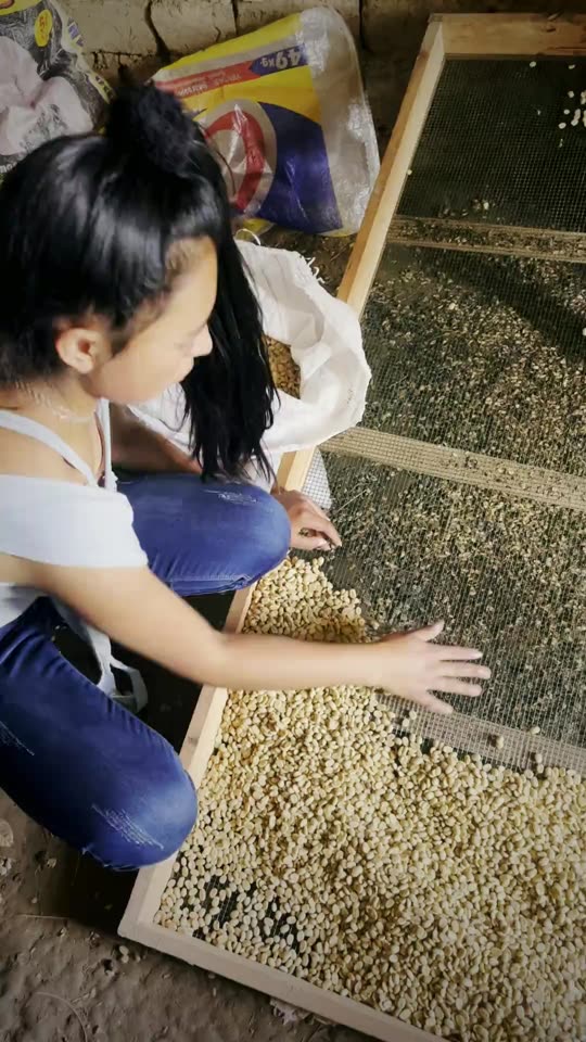 Collecting dry coffee before processing