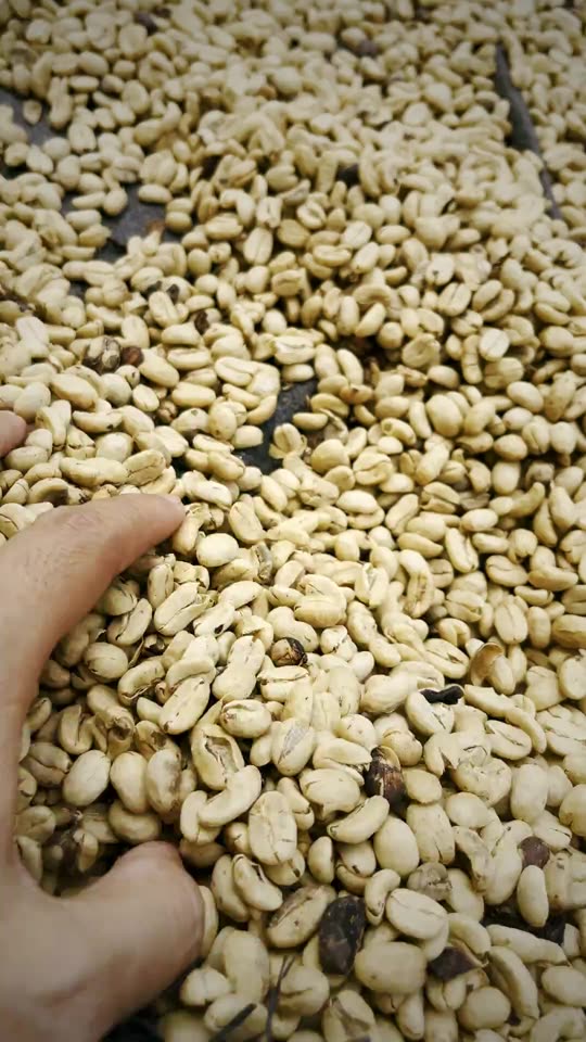 Dry coffee outside before processing